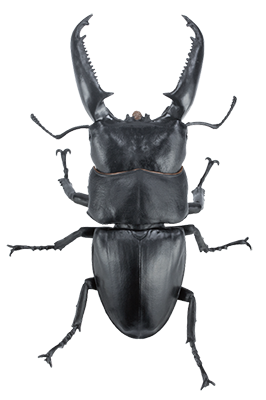 Life Size 1:1 Giant Stag Beetle Dorcus titanus beetle Insect PVC Figure model A