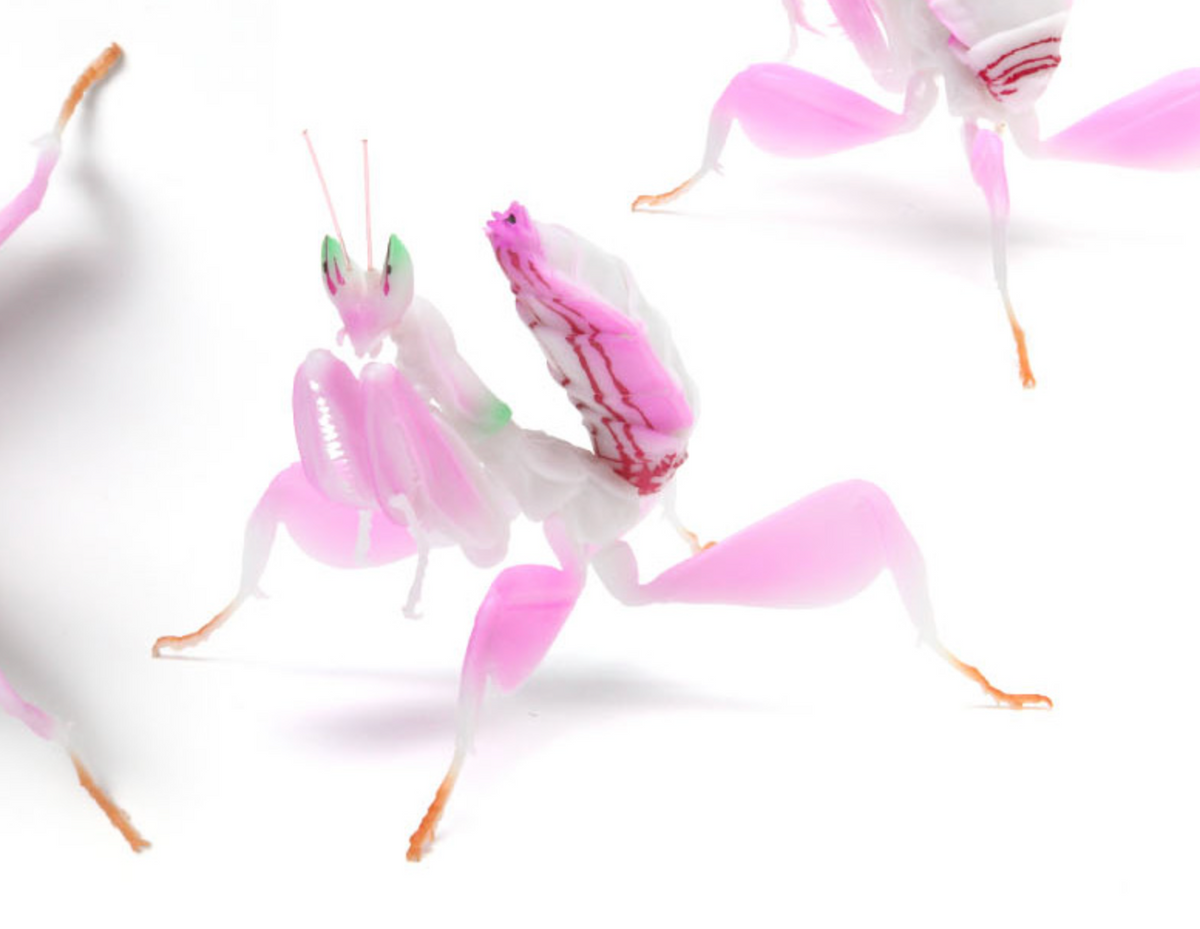 Japan Bandai Pink & White orchid mantis insect PVC Action Figure model with joints