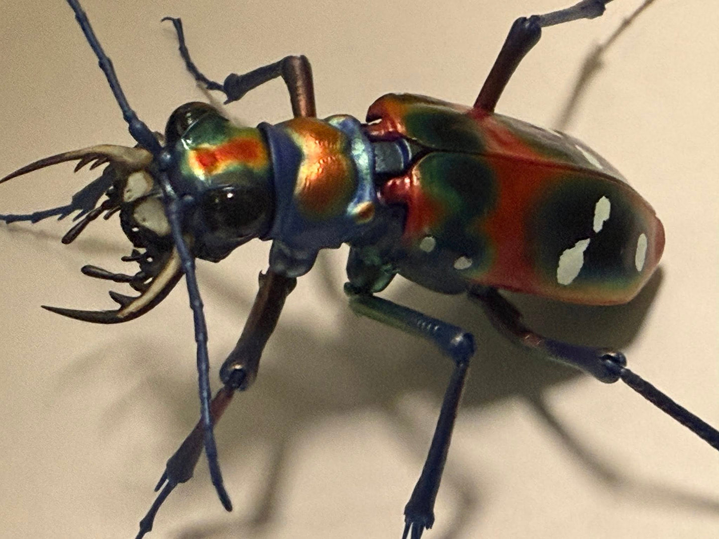 Japanese tiger beetle PVC Action Figure model with joints