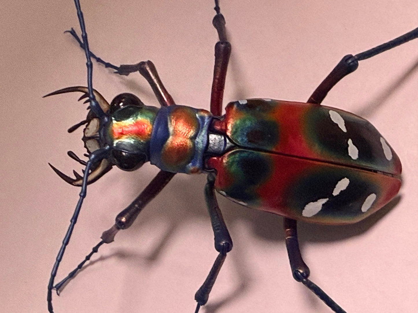 Japanese tiger beetle PVC Action Figure model with joints