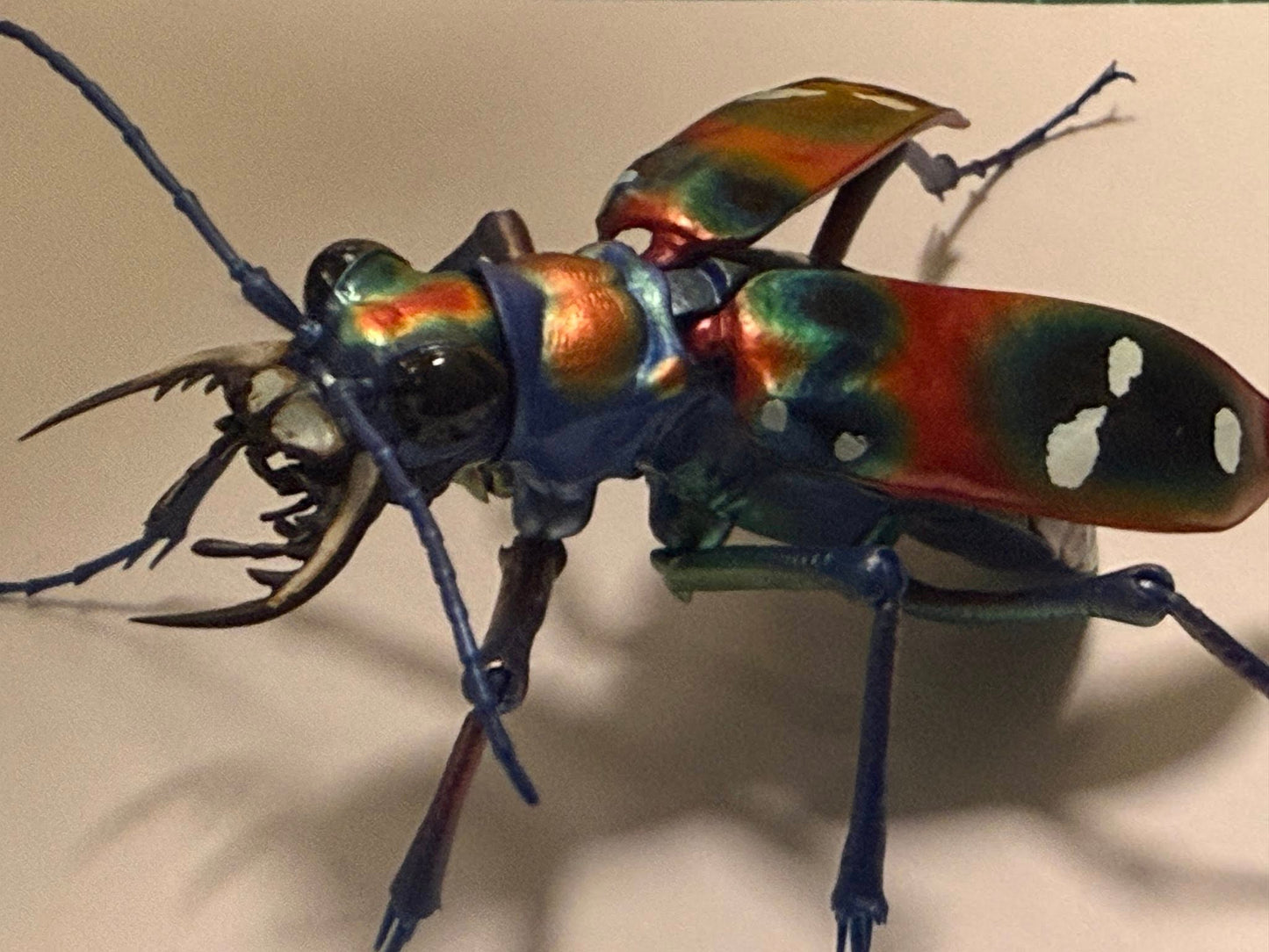 Japanese tiger beetle PVC Action Figure model with joints