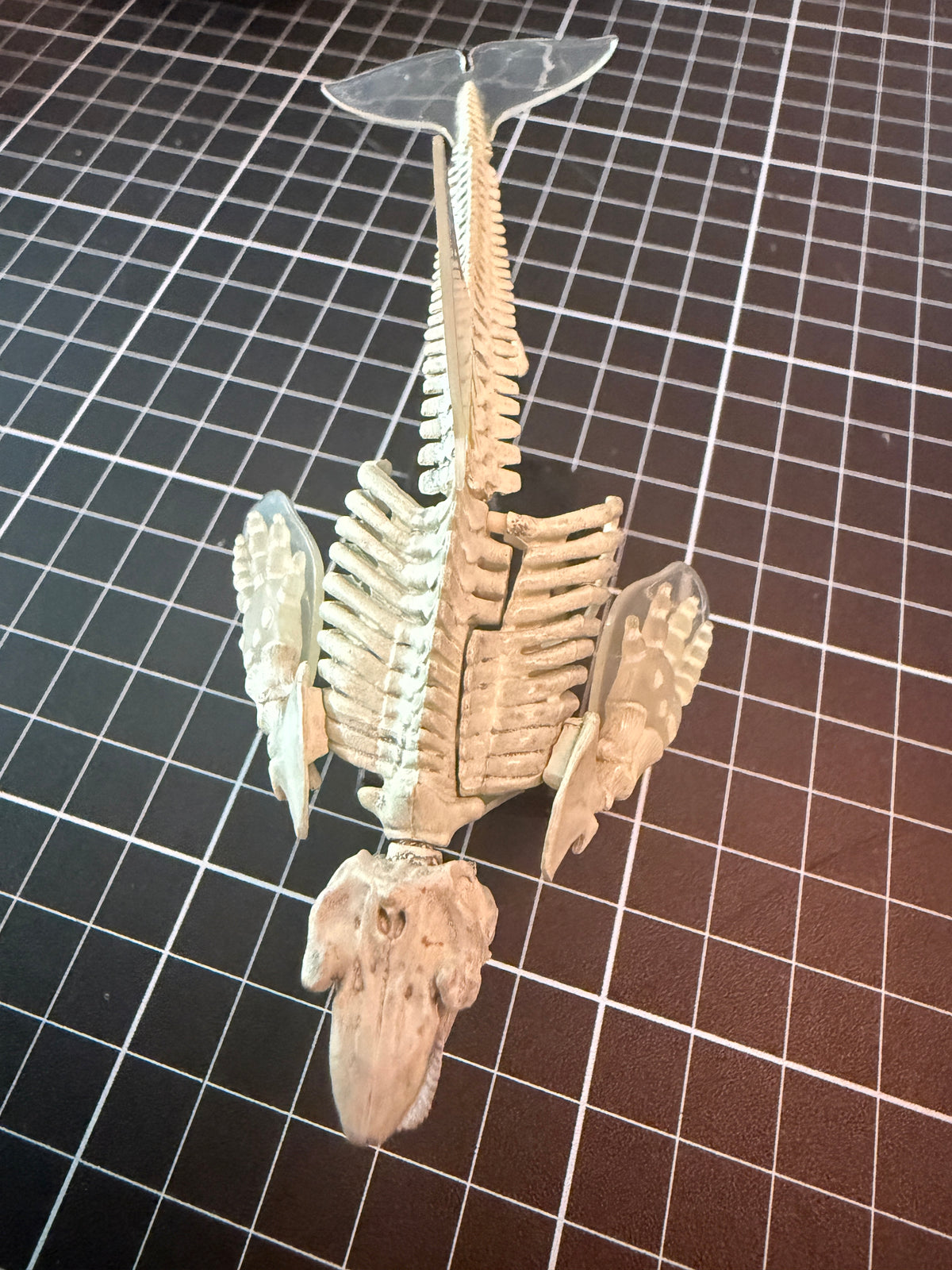 Retired Takara Tomy Marine Mammal Killer Whale Orca Skeleton PVC figurine figure model