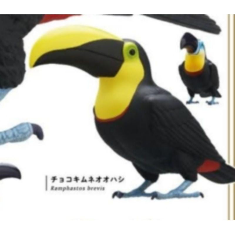 Japan Chestnut-mandibled toucan Bird PVC mini figure model capsule C