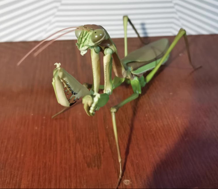 Japan Green Giant Asian mantis Adult insect (no wings) PVC Action Figure Model with 34 joints (Premium Exclusive ver.)
