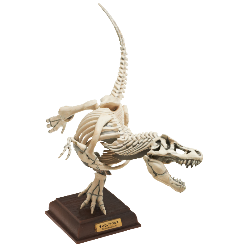 Japan Kitan Dinosaur T-Rex Skeleton Fossil PVC figurine figure model with base