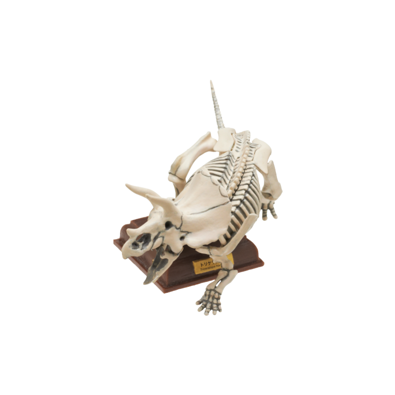 Japan Kitan Dinosaur Triceratops Skeleton Fossil (White) PVC figurine figure model with base