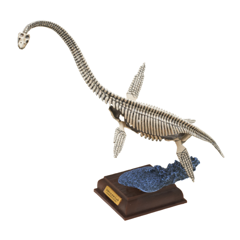 Japan Kitan Dinosaur Futabasaurus suzukii Skeleton Fossil (White) PVC figurine figure model with base