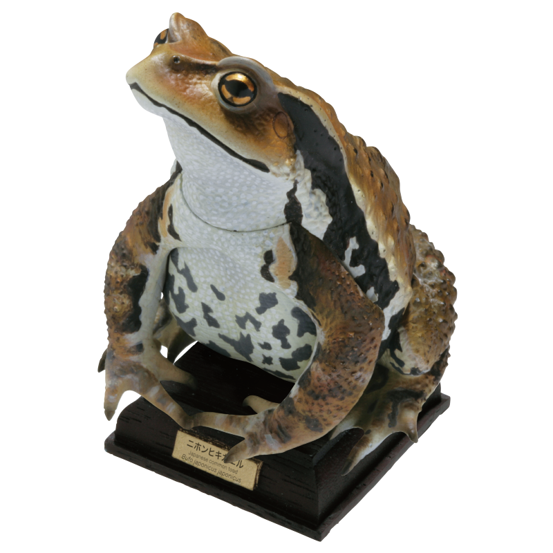 Kitan Club Nature Techni Color Japanese common toad Frog PVC mini capsule figure model figurine with base