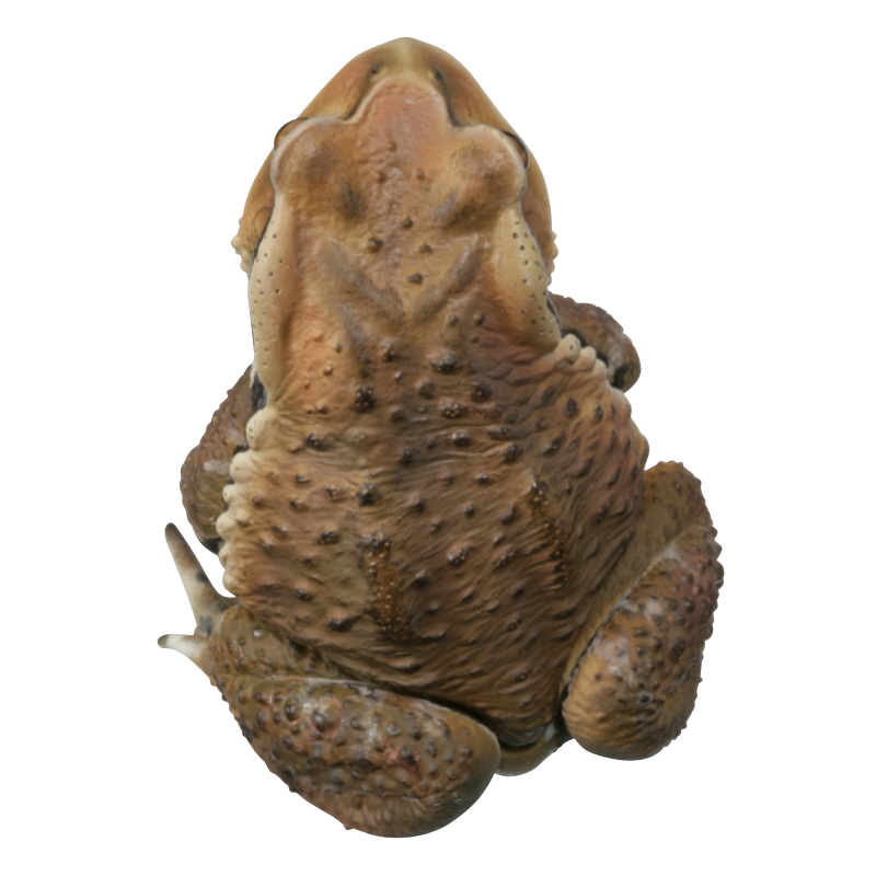 Kitan Club Nature Techni Color Japanese common toad Frog PVC mini capsule figure model figurine with base
