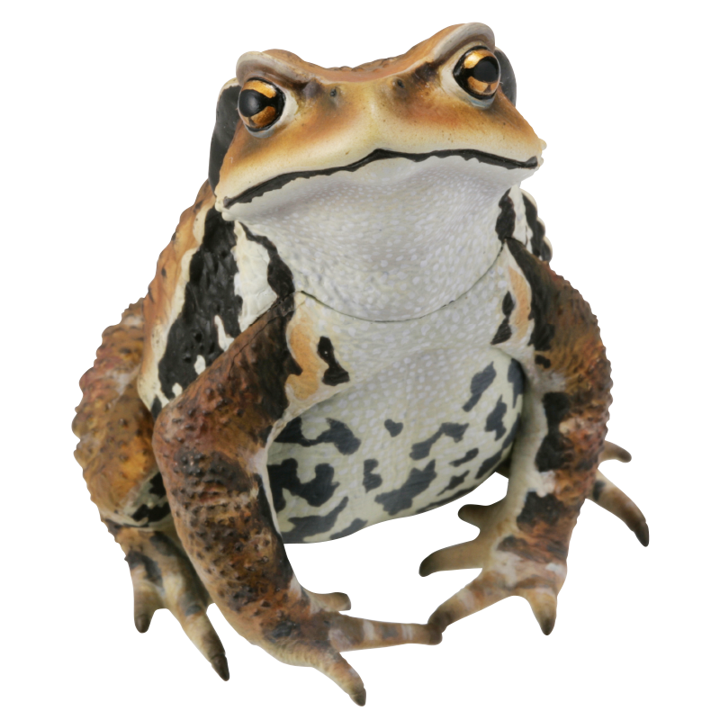 Kitan Club Nature Techni Color Japanese common toad Frog PVC mini capsule figure model figurine with base