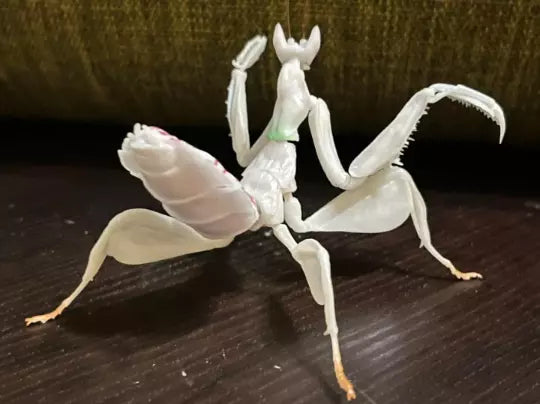Japan White orchid mantis insect PVC Action Figure model with joints