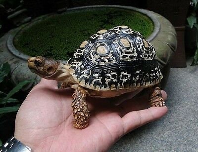 Discover the Realistic 1:1 Leopard Tortoise Replica