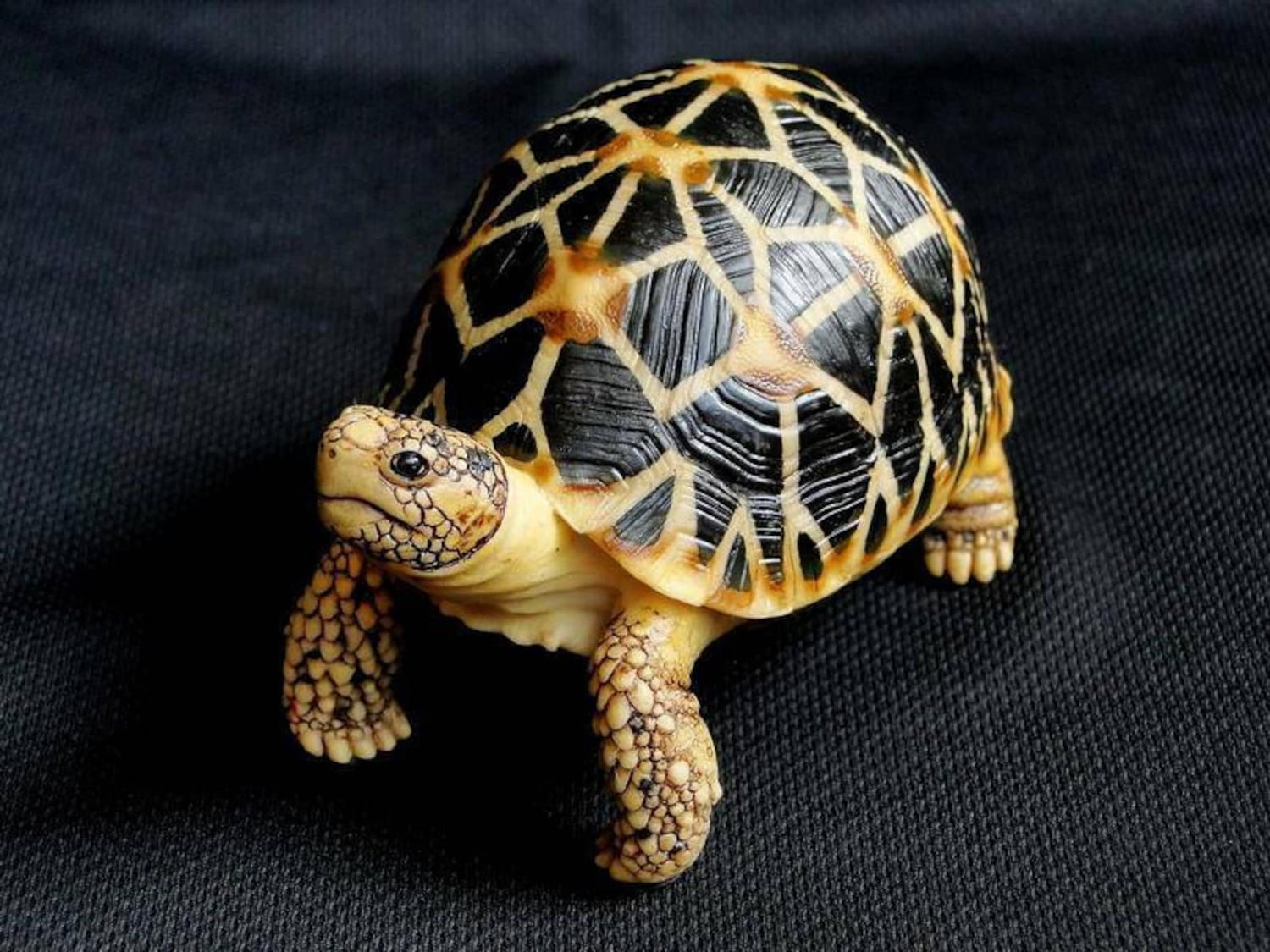 Resin Turtle Figurines