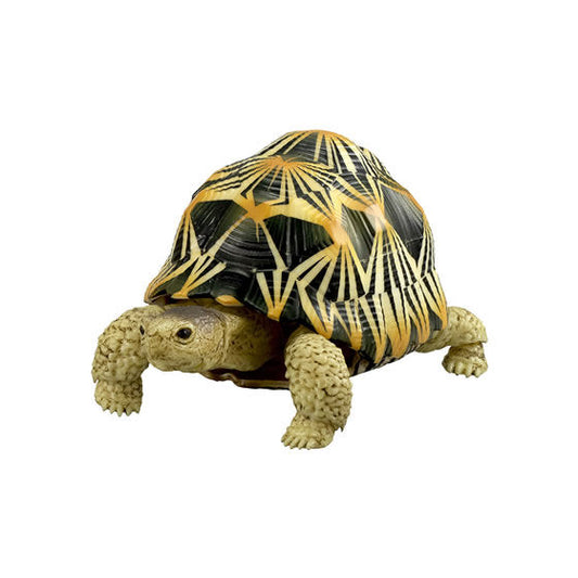 Retired Radiated Tortoise Turtle animal PVC Action Figure model with joints (normal)