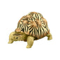 Retired Radiated Tortoise Turtle animal PVC Action Figure model with joints (high yellow)