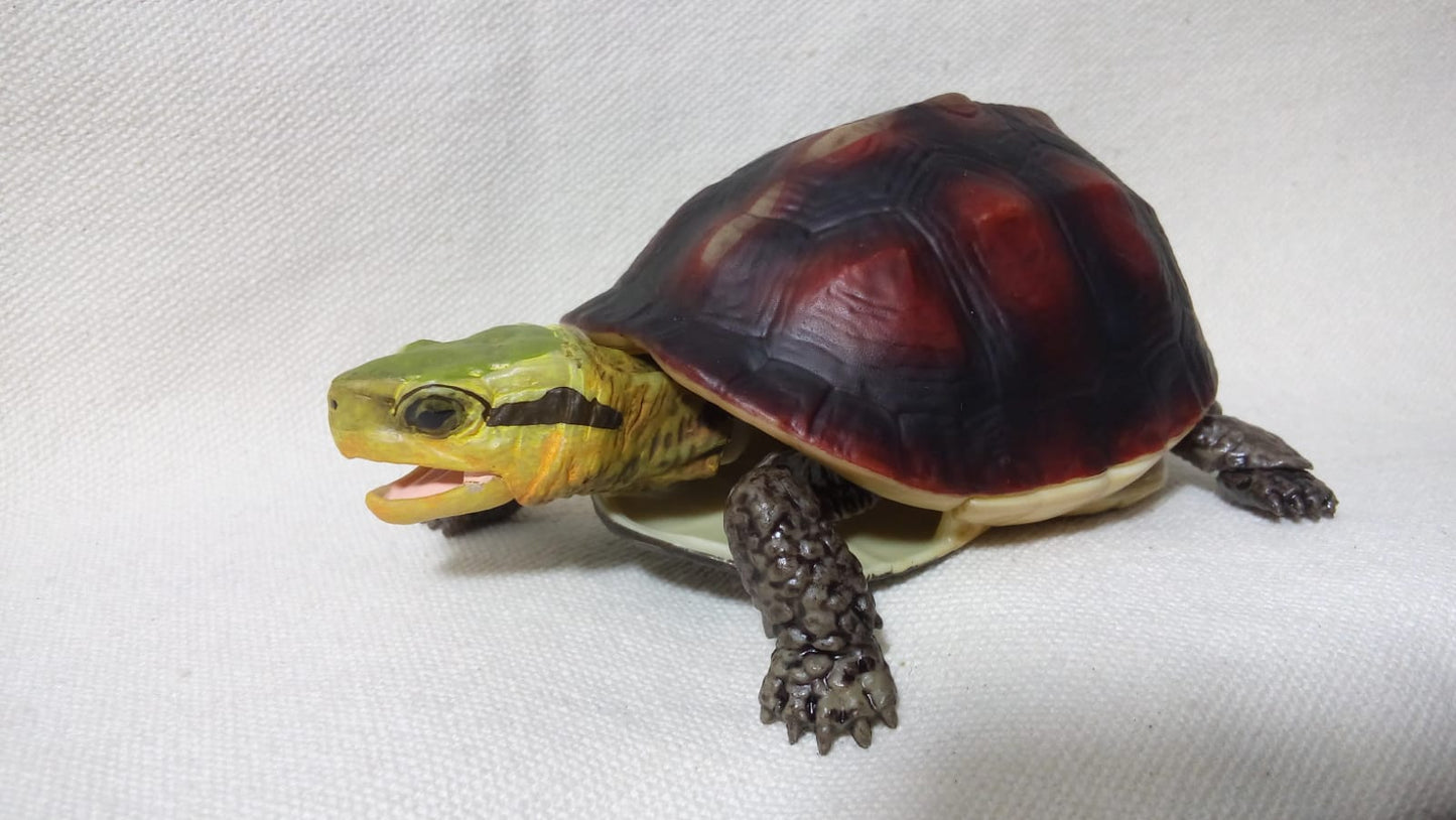 Chinese Box Turtle / Yellow-margined box turtle PVC Action Figure model with joints