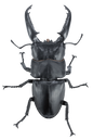 Life Size 1:1 Giant Stag Beetle Dorcus titanus beetle Insect PVC Figure model A