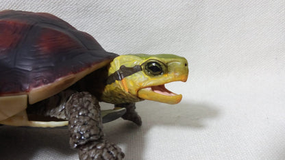 Chinese Box Turtle / Yellow-margined box turtle PVC Action Figure model with joints