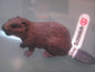 Retired Schleich Beaver 14245 animal PVC figure figurine model with tag Rare