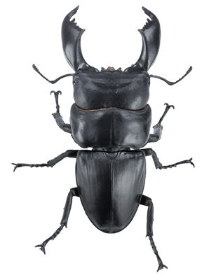 Life Size 1:1 Giant Stag Beetle Dorcus titanus yasuokai beetle Insect PVC Figure model B