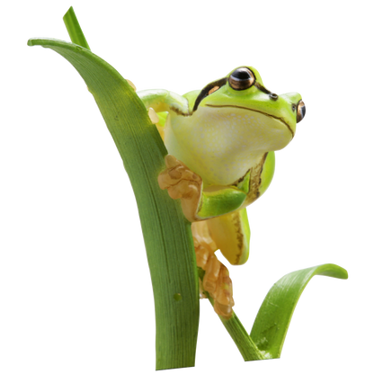 Kitan Club Nature Techni Color Japanese Tree Frog PVC mini capsule figure model figurine with base