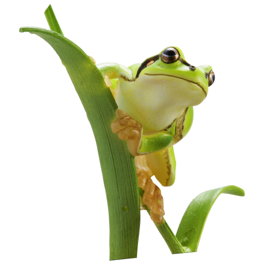 Kitan Club Nature Techni Color Japanese Tree Frog PVC mini capsule figure model figurine with base