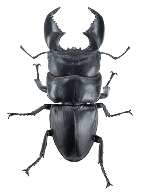 Life Size 1:1 Giant Stag Beetle Dorcus titanus yasuokai beetle Insect PVC Figure model D