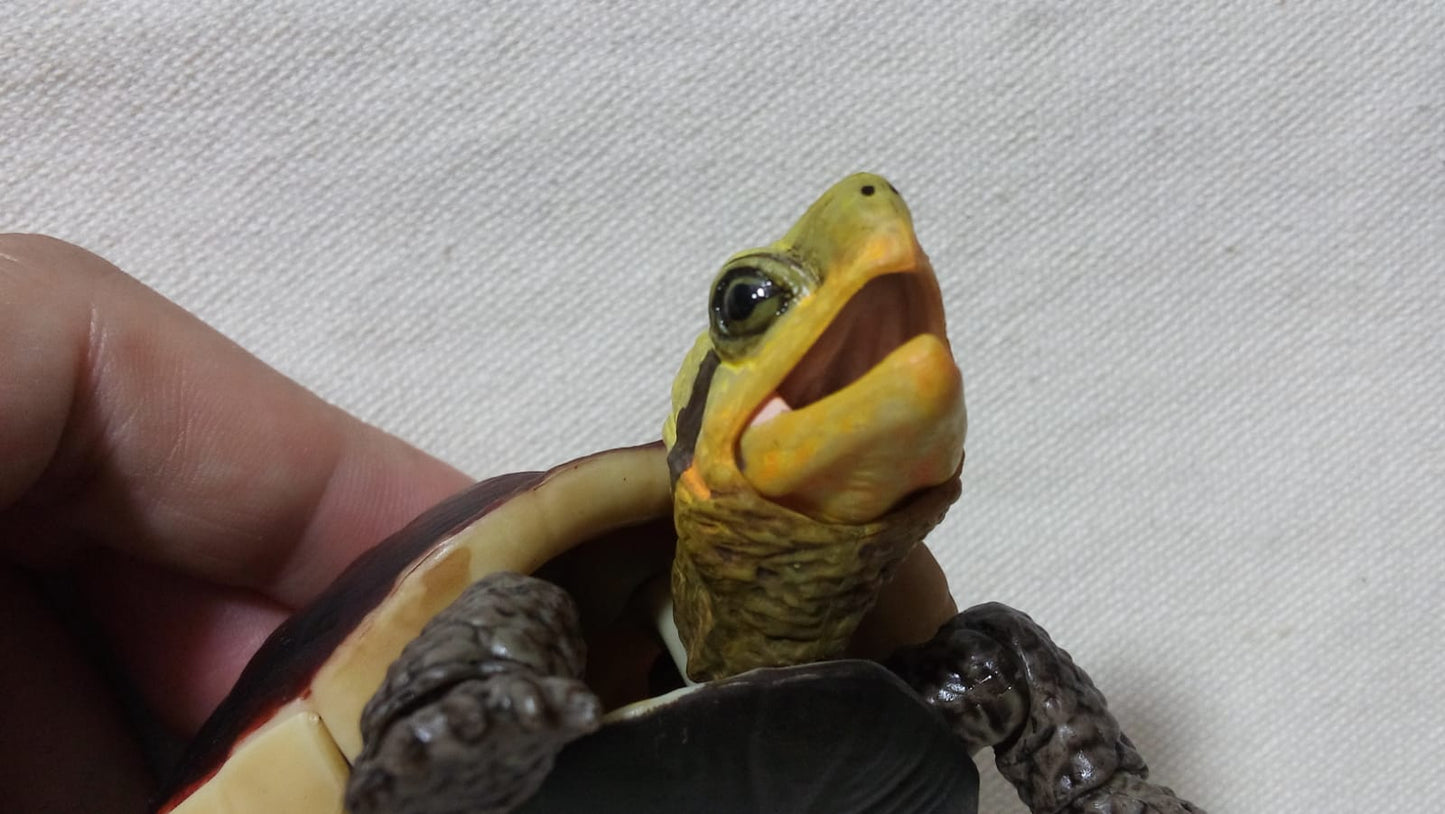 Chinese Box Turtle / Yellow-margined box turtle PVC Action Figure model with joints