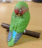 Retired Japan SHINEG Sleeping Love Bird Parrot Bird PVC mini figure figurine Model A