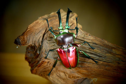 Phalacrognathus muelleri rainbow stag beetle (Red) PVC Action Figure model with joints