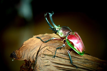 Phalacrognathus muelleri rainbow stag beetle (Red) PVC Action Figure model with joints