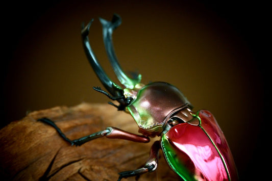 Phalacrognathus muelleri rainbow stag beetle (Red) PVC Action Figure model with joints