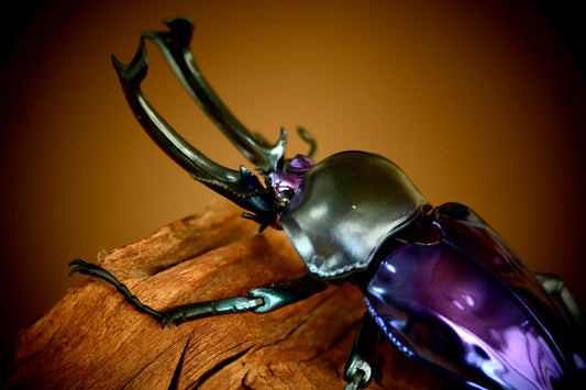 Phalacrognathus muelleri rainbow stag beetle (Blue Purple) PVC Action Figure model with joints