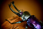 Phalacrognathus muelleri rainbow stag beetle (Blue Purple) PVC Action Figure model with joints