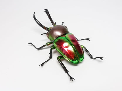 Phalacrognathus muelleri rainbow stag beetle PVC Action Figure model with joints