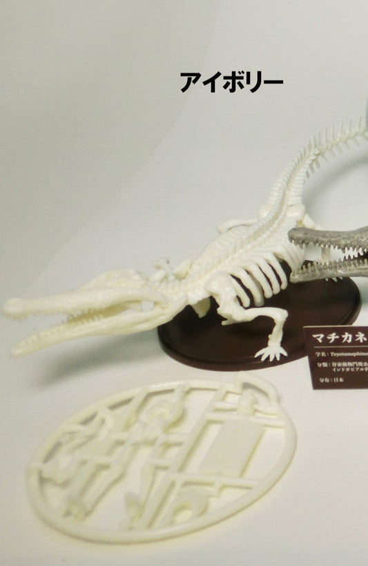 Toyotamaphimeia prehistoric Crocodile Skeleton Fossil PVC figurine figure model (Color A) 1/35