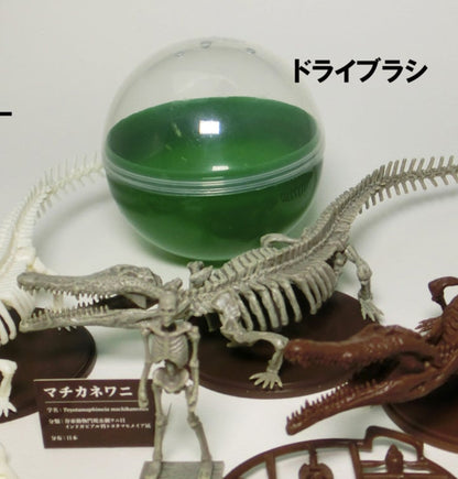 Toyotamaphimeia prehistoric Crocodile Skeleton Fossil PVC figurine figure model (Color B) 1/35