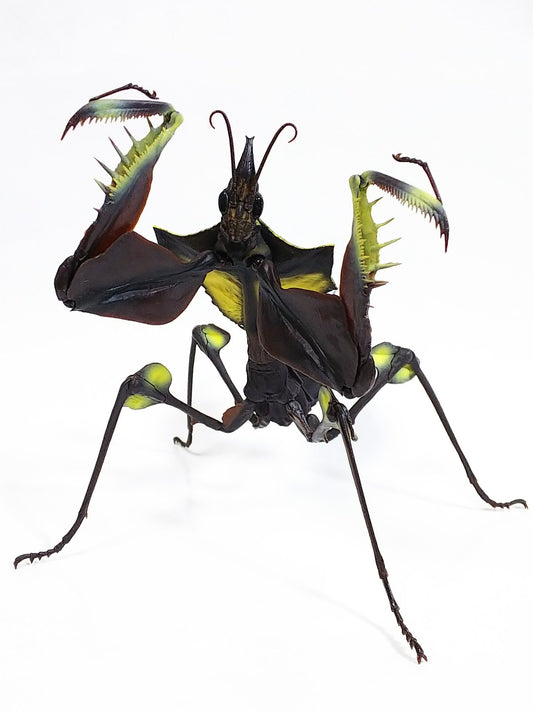 Giant devil's flower mantis juvenile (age 1) insect PVC Action Figure model with joints