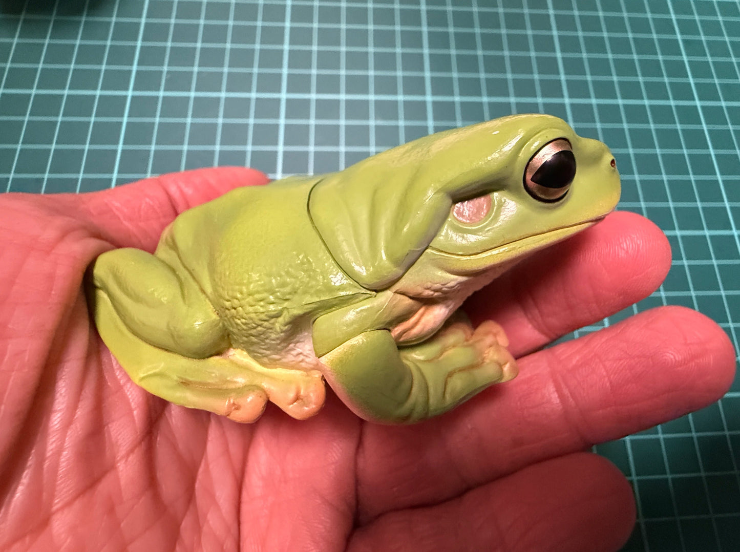 Kitan Club Nature Techni Color Australian green tree frog (白氏樹蛙) PVC mini capsule figure model figurine A