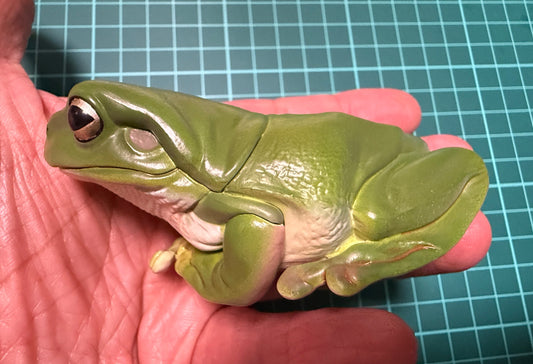Kitan Club Nature Techni Color Australian green tree frog (白氏樹蛙) PVC mini capsule figure model figurine B
