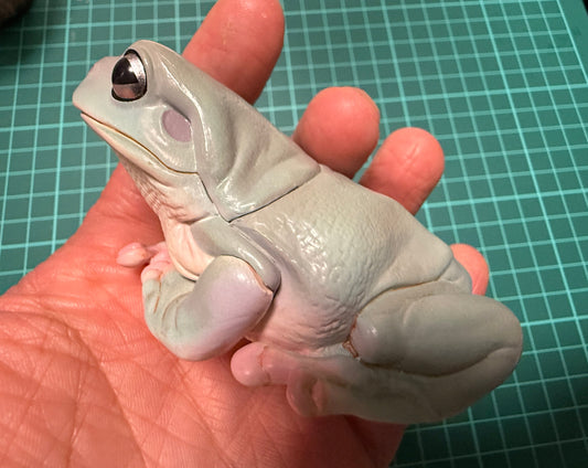 Kitan Club Nature Techni Color Australian green tree frog (白氏樹蛙) PVC mini capsule figure model figurine C