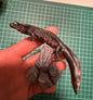 Japan Japanese fire-bellied newt (紅腹蠑螈) PVC mini capsule figure model figurine with base