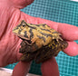 Japan Green Surinam horned frog (蘇利南角蛙) PVC mini capsule figure model figurine with base