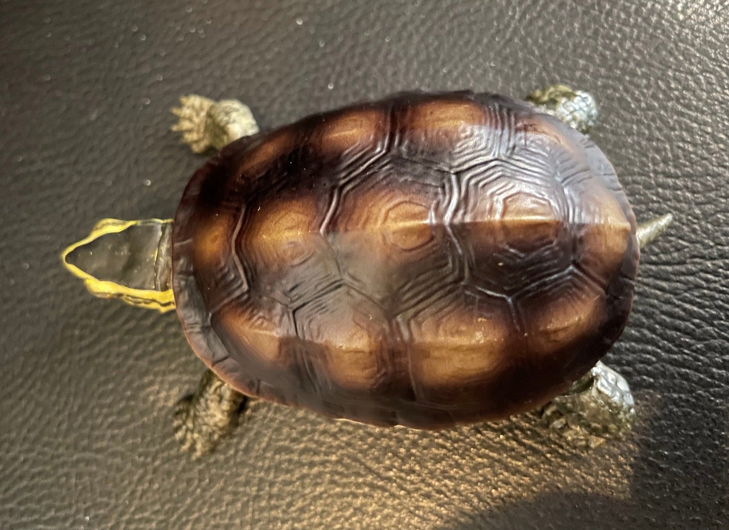 Amboina box turtle PVC Action Figure model with joints