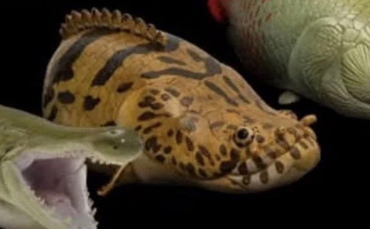 Super Q  Bichir fish Resin figurine figure Model