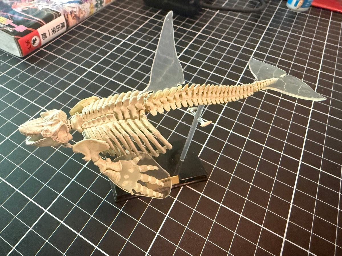 Retired Takara Tomy Marine Mammal Killer Whale Orca Skeleton PVC figurine figure model