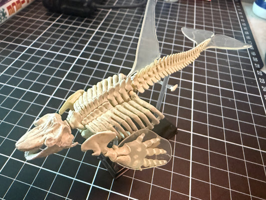 Retired Takara Tomy Marine Mammal Killer Whale Orca Skeleton PVC figurine figure model