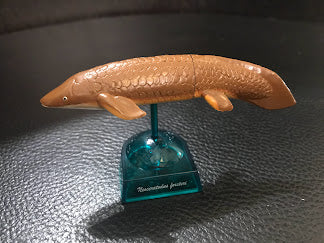 Japan Epoch Australian lungfish Fish PVC mini figure model capsule