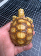 1:1 Lebensgroße Replik einer Schildkröte, Geochelone sulcata, Modellfigur, 36 cm