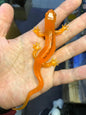 Rare Safari SurfaceWorks Orange Salamander newt (Translucent) PVC mini Figure model figurine